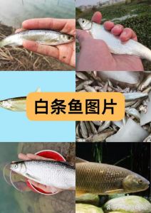 白条鱼的寿命，别小看白条鱼，虽麻烦但肉质细嫩鲜美