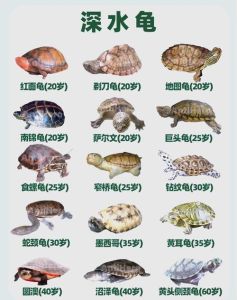 海龟可以在陆地上生活多久，保护海龟上岸路，别挡它们回家路