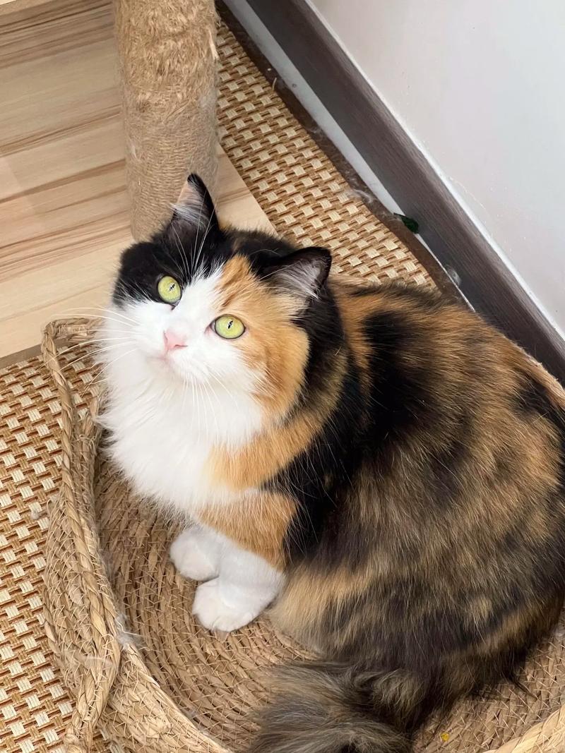 我家三花猫梨型身材超可爱,纯胖小可爱! 我家三花猫梨型身材超可爱,纯胖小可爱!