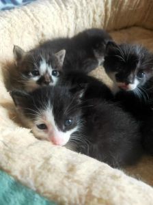 养玄猫需要注意什么，灵性招福的宠物猫