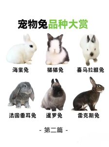 兔子养哪一种好，养什么兔子？看你的喜好和生活方式