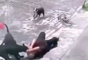 咬人泰迪被吊起来打，养宠图个乐，科学爱宠别虐待