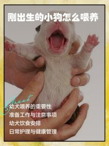 刚出生两三个月的小狗狗吃什么，母乳羊奶粉辅食狗粮，健康成长！