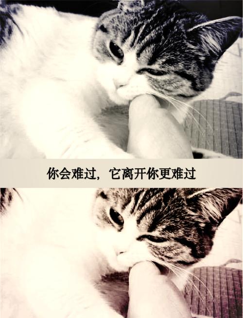 猫突然离开家几天不回来,猫咪跑了怎么办?主人别着急,原因多种,做好防护最重要! 猫突然离开家几天不回来,猫咪跑了怎么办?主人别着急,原因多种,做好防护最重要!