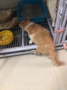 瘫痪猫最多能活多久，瘫痪猫寿命看病因，细心照顾能快乐