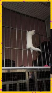 猫咪养在阳台会跳楼吗，张叔家猫闹腾邻居遭殃，封阳台还是放任？