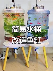 大桶矿泉水瓶做鱼缸，大水瓶变生态家，省钱又解压！