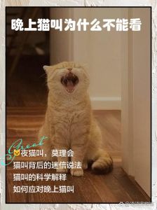 不让猫猫进卧室一直叫怎么办，猫咪半夜叫？陪它玩消耗精力