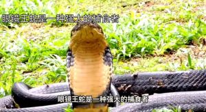 大王蛇是二级保护吗，生态益虫，需关注栖息地
