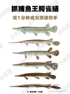 长江里为啥不怕鳄雀鳝，鳄雀鳝泛滥害生态，放生需谨慎