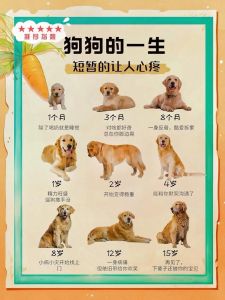 狗繁殖时间，狗狗发情怀孕注意事项