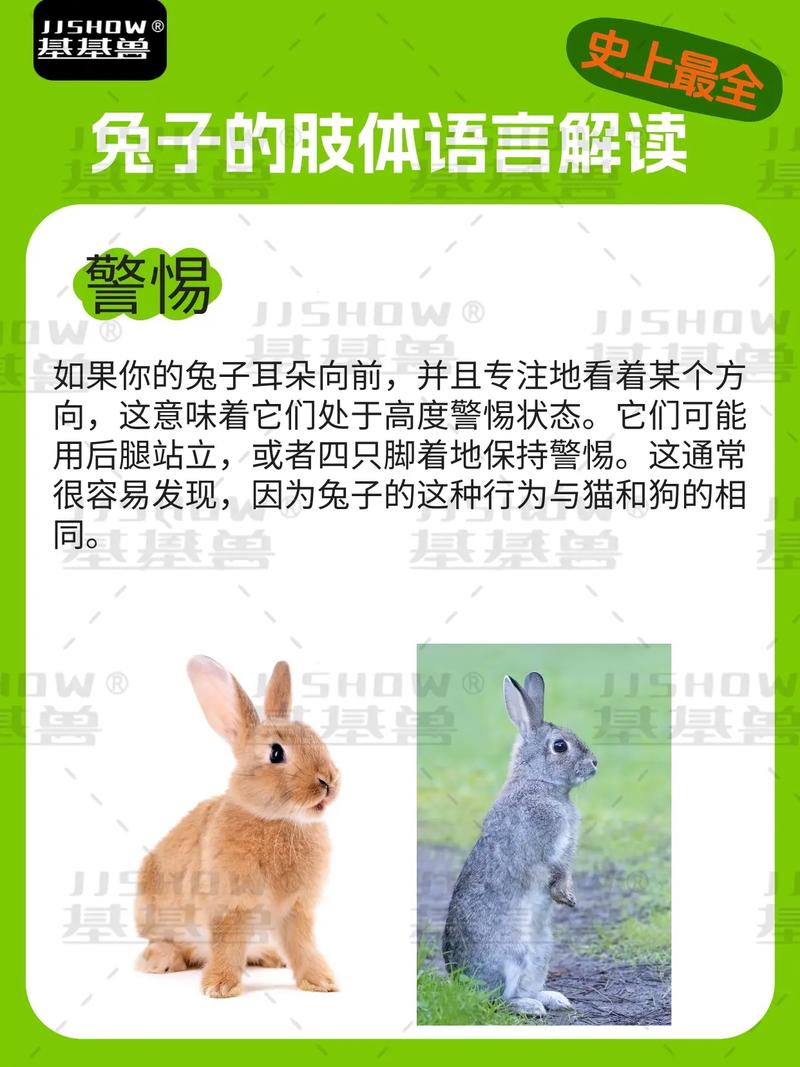 兔子送人了会记得主人吗,多陪兔子摸闻,它就认你一辈子 兔子送人了会记得主人吗,多陪兔子摸闻,它就认你一辈子