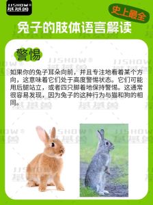 兔子送人了会记得主人吗，多陪兔子摸闻，它就认你一辈子