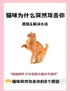 猫：什么几把伤害啊，警惕！猫咪攻击前的小信号，读懂它别让它生气