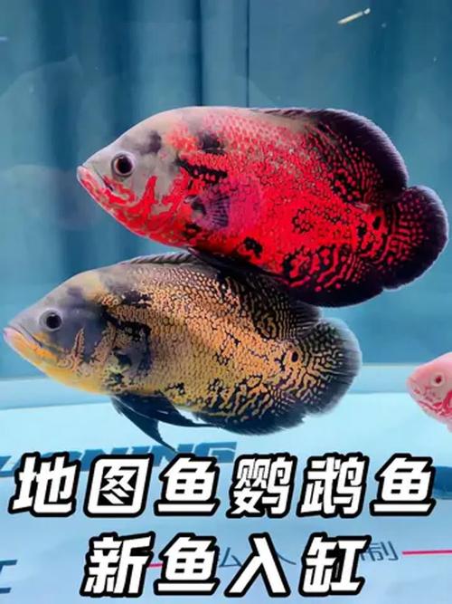 地图鱼趴缸能自己恢复吗，地图鱼趴底怎么办？新手注意喂食和水质！