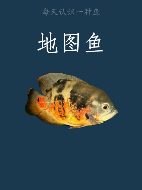 地图鱼趴缸能自己恢复吗，地图鱼趴底怎么办？新手注意喂食和水质！