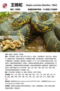 野生蛇和养殖蛇区别，野生蛇养殖合法性因地而异，费用视种类环境而定