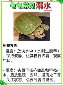 乌龟侧游的原因是什么，乌龟总漂水？快检查！