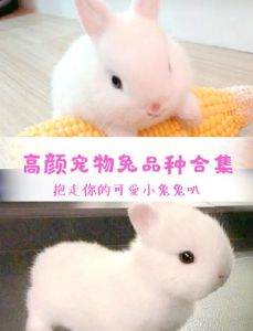 那种兔子好养，养兔子选对品种很重要！