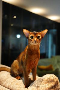 阿比西尼亚猫好养吗，温顺活泼，需宽敞关爱
