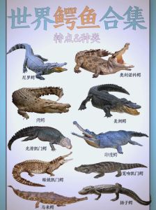鳄鱼代表什么动物，古老猎手，保护生态象征
