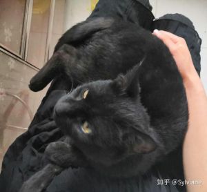 猫头七过了八天就走了，猫咪走了，但爱在心中永存