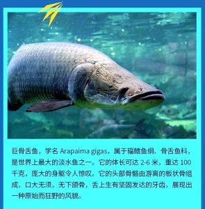 能认主饲养的凶猛鱼，几种鱼的优缺点