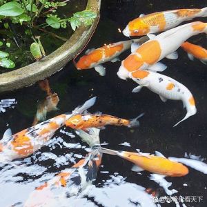 六条鱼和七条鱼哪个好，养鱼数量影响财运，六七条皆可，选对数字招财旺家