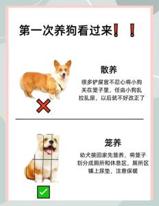 养狗又怕掉毛又怕麻烦怎么选，5种好养不麻烦的狗狗推荐