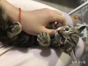 小猫头七回魂是几点，小猫头七回魂，思念之情深