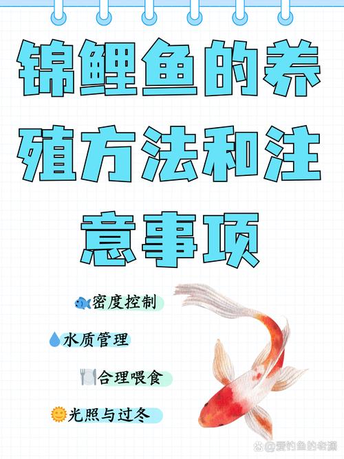 锦鲤养鱼口诀一三五七,一三五七养锦鲤口诀,灵活观察,用心养护 锦鲤养鱼口诀一三五七,一三五七养锦鲤口诀,灵活观察,用心养护