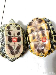 乌龟跟王八是一样的吗，龟王八有区别，别搞混了