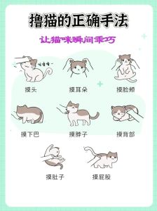 撸猫的正确方法，撸猫看信号，温柔互动，猫咪更亲人
