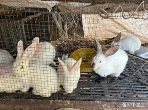 家兔好养殖吗，养兔避暑防病，科学喂养多赚钱