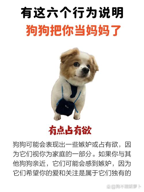 以前养狗 现在怕狗，怕狗原因及应对