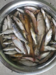 冷水溪流清洁工鱼，省力除藻小精灵