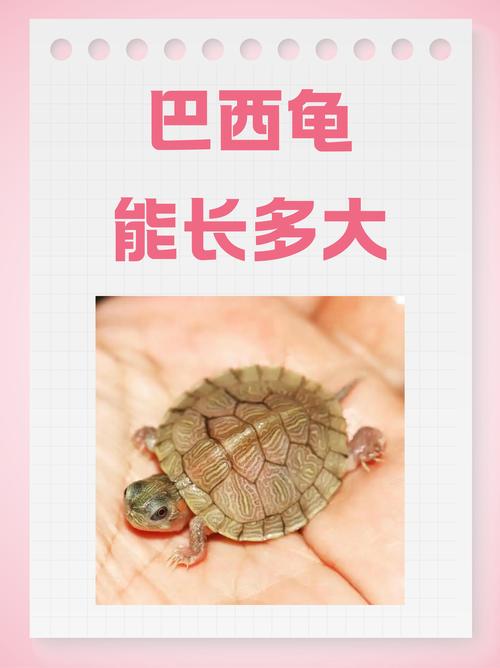 巴西龟有灵性吗,巴西龟很亲人,会认主人,像朋友一样懂你 巴西龟有灵性吗,巴西龟很亲人,会认主人,像朋友一样懂你