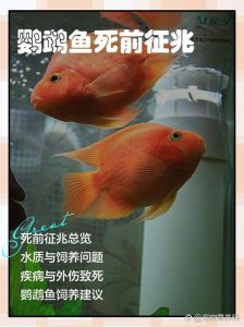 鱼一夜之间全死了征兆，鱼缸鱼突然死？快查原因别耽误！