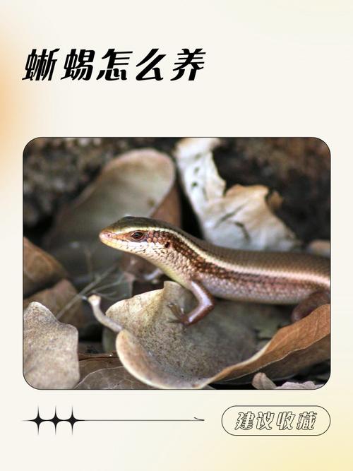 养蜥蜴对人体有害吗，蜥蜴宠物风险大，孕妇小孩老人慎养！