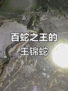 王锦蛇所有养殖的吗，南阳朱大爷养王锦蛇，蛇油膏卖到大城市