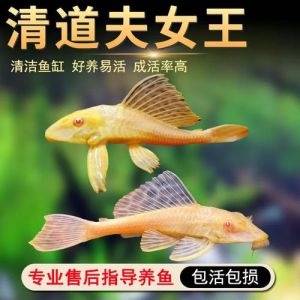 冷水清洁鱼排名第一名，鱼吃藻虾扫残渣，省心又干净