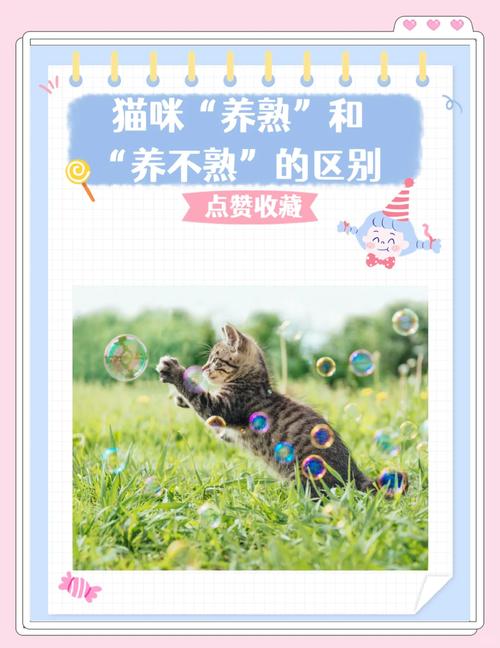 养半年猫养不熟怎么办,新猫不亲近?耐心等,给它空间,慢慢会好的! 养半年猫养不熟怎么办,新猫不亲近?耐心等,给它空间,慢慢会好的!