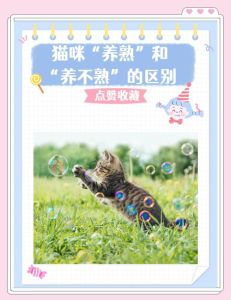 养半年猫养不熟怎么办，新猫不亲近？耐心等，给它空间，慢慢会好的！