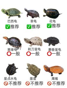 小乌龟是两栖动物吗，水陆两栖环境，勤换水，健康活泼！