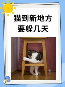 小猫出门放开会不会跑没，养猫出门怕丢？看它是不是特别认你！