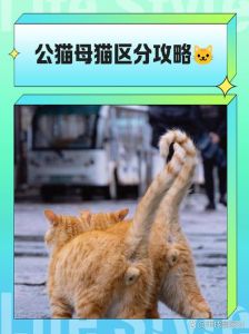 公猫两天不回家正常吗，小猫离家出走别慌，可能发情或受伤，快检查！