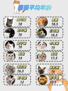 猫的5年半相当于几岁，猫咪5岁半是中年，照顾好它，珍惜时光！