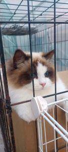 猫天天关笼子里好吗，别关猫笼子，猫咪要自由玩耍！