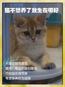 没有能力养小猫了放养可以吗，小猫被不负责任放生，野外生存艰难