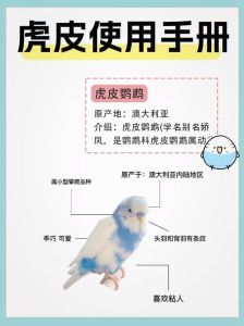 养鸟一般多久喂一次，养鸟喂食有讲究，大小阶段要记牢